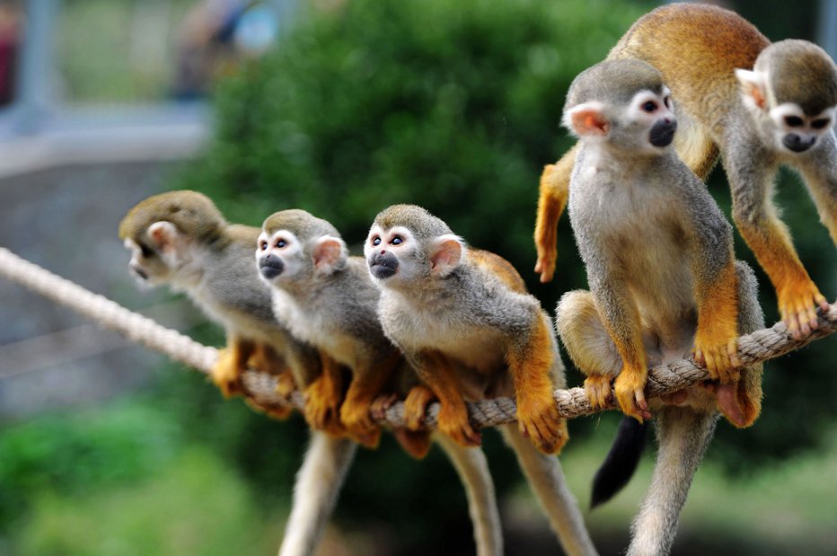 Fotografija: Z drobnimi opicami ni heca. FOTO: Guliver/Getty Images