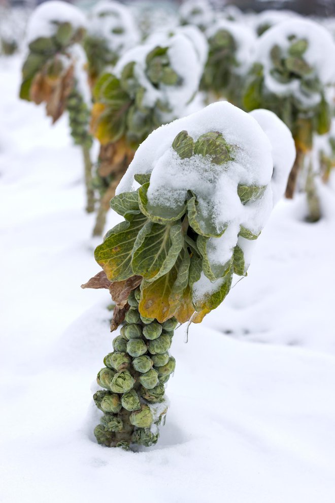 Brstični ohrovt pobiramo vso zimo, do konca februarja. FOTO: Guliver/Getty Images