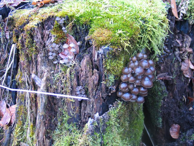 Zvončkuljasta čeladica raste v šopih na bukovih štorih. FOTOGRAFIJE: Ana Ivanovič