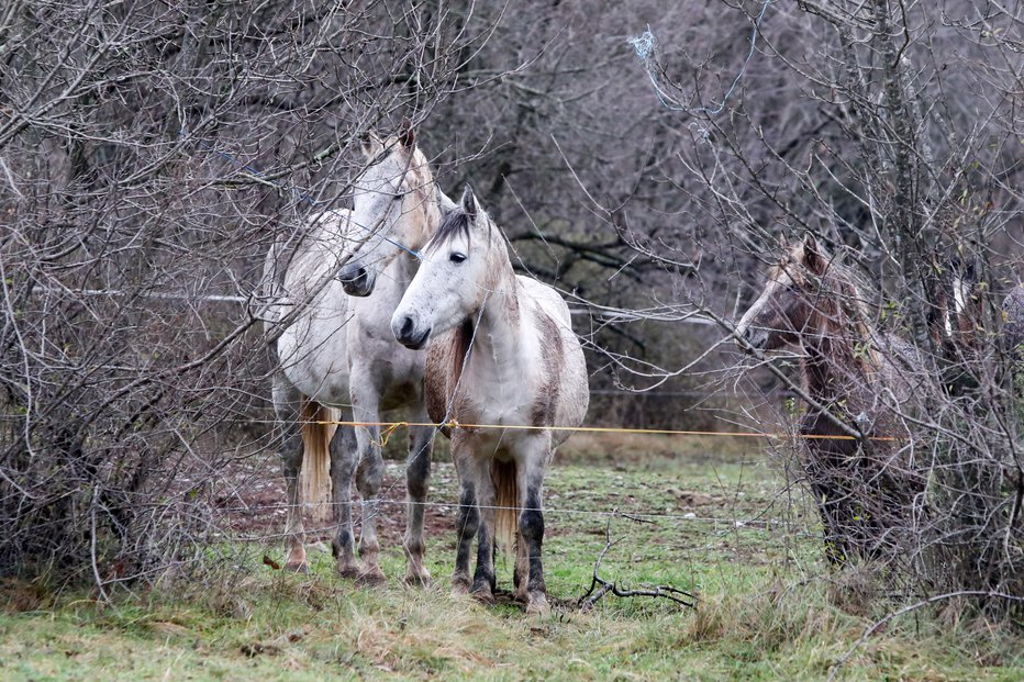Fotografija: Čeprav Sabolek ve, da se njegovi konji v gozdu ne smejo pasti, jim tega, sploh v vročih mesecih, ne more preprečiti. FOTO: Marko Feist