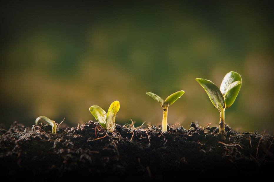 Fotografija: Semena, pridelana v lokalnem okolju, bolje uspevajo. FOTO: Guliver/Getty Images
