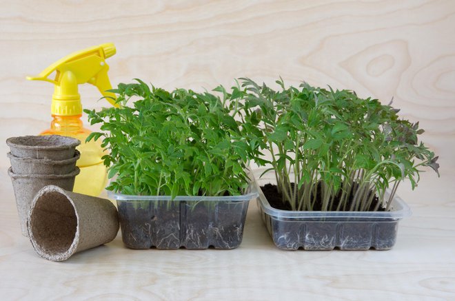 Če nimamo rastlinjaka, sadike lahko vzgojimo tudi v dnevni sobi ali kuhinji. FOTO: Guliver/GETTY IMAGES