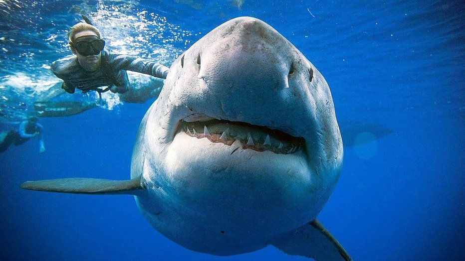 Fotografija: Samice belega morskega psa potapljači tokrat niso prav nič motili. FOTO: Reuters
