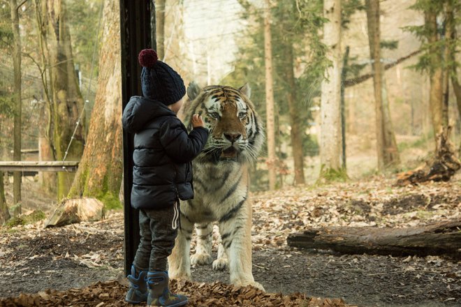 Podobna zasteklena ograja, ki bo stala pri levih, je že pri sibirskih tigrih. Občutek imamo, da med otrokom in živalijo ni pregrade, zato imajo fotografije močan učinek. FOTO: Dobrdelaš