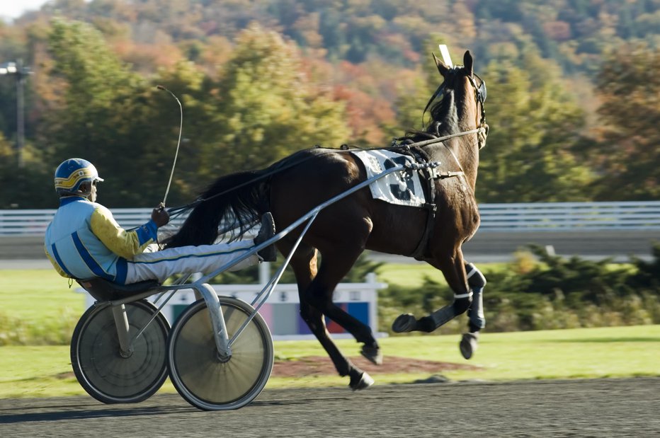 Fotografija: Za športne konje velja prepoved klanja in prepoved uporabe mesa za prehrano ljudi. FOTO: Guliver/Getty Images