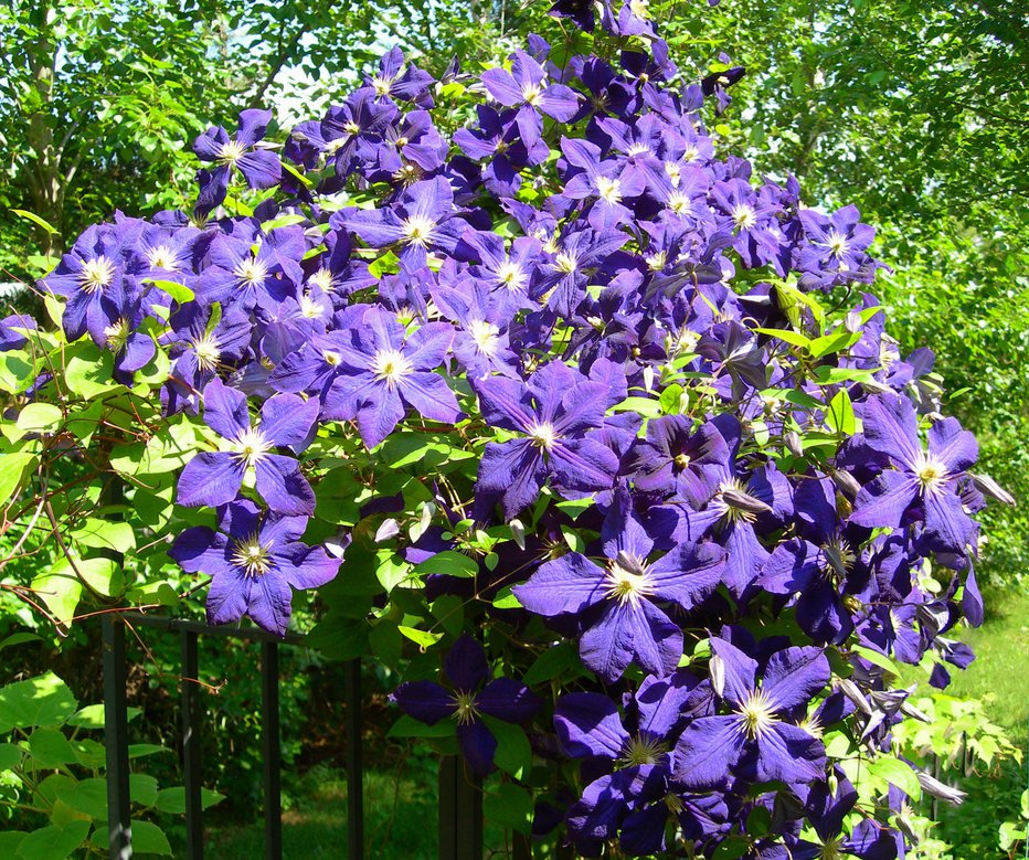 Fotografija: Pri nas najpogosteje vidimo srobote vijoličnih ali modrih cvetov. FOTO: Guliver/Getty Images