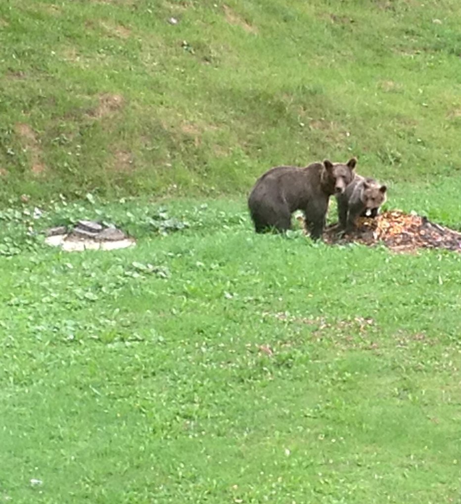 Fotografija: Medvedi čisto blizu naselja – do kdaj je mogoče tako sožitje? FOTO: Milan Glavonjič