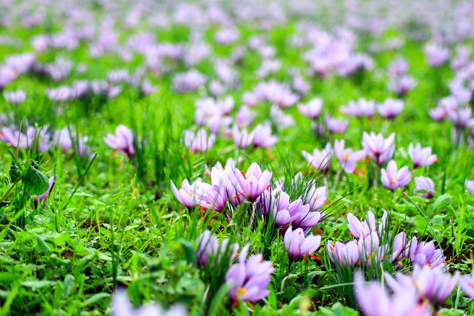 Fotografija: Žafran že cveti. FOTO: Guliver/Getty Images