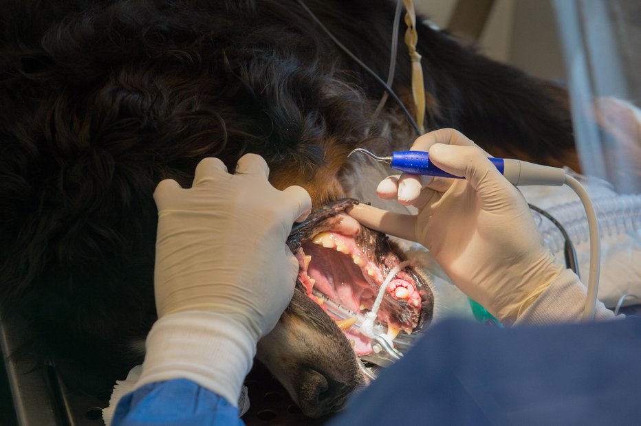 Fotografija: Odstranjevanje zobnega kamna poteka v splošni anesteziji: zobe temeljito očistijo, poškodovane ali močno prizadete odstranijo in jih nato spolirajo. Foto: Guliver/Getty Images