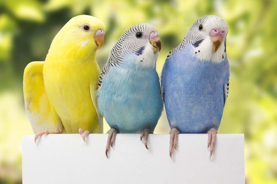 Fotografija: Papagaji nujno potrebujejo družbo. FOTOGRAFIJI: Guliver/Getty Images