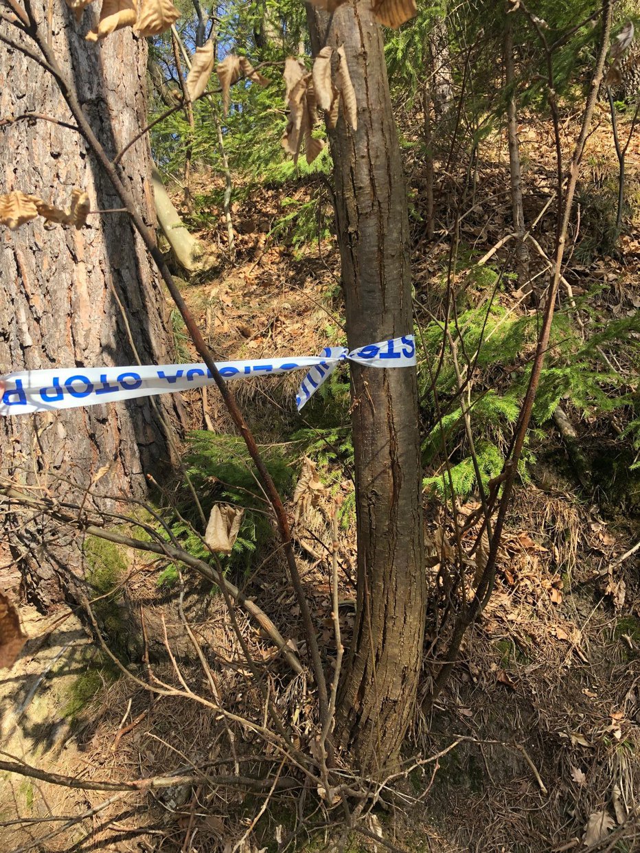 Fotografija: Na tragedijo spominja policijski trak, zavezan okrog drevesa. FOTO: Aleš Andlovič