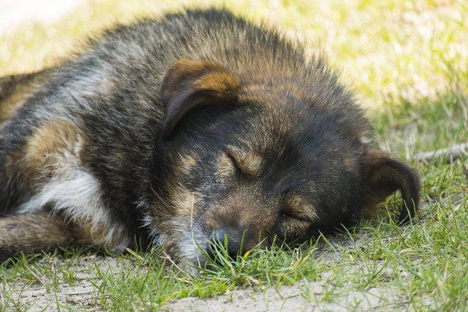 Več spijo psi velikih pasem in starejši, ki so čez dan tudi manj aktivni. Foto: Guliver/Getty Images
