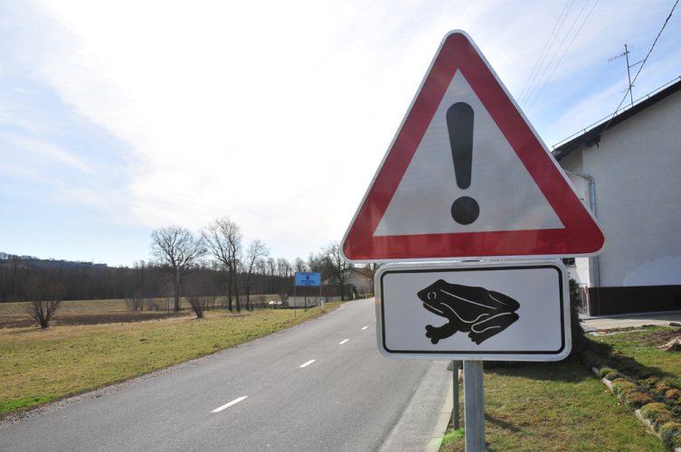 Fotografija: Samo prometni znaki, ki opozarjajo na žabe, so premalo.