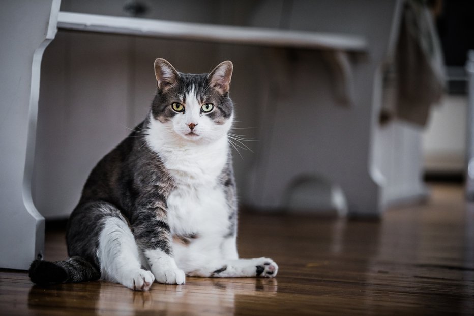 Fotografija: Lenobno mačko naj bi motivirala premikajoča se luč. FOTO: Shutterstock