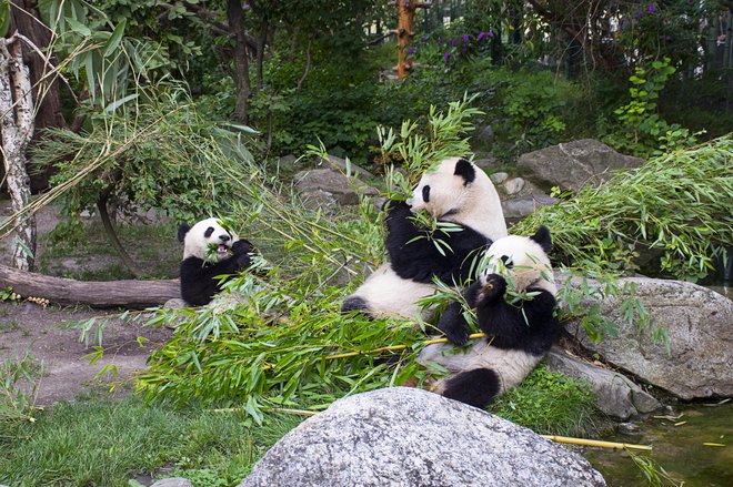 Veliki panda poje več kot 12 kilogramov bambusa na dan. FOTOGRAFIJE: Guliver/Getty Images
