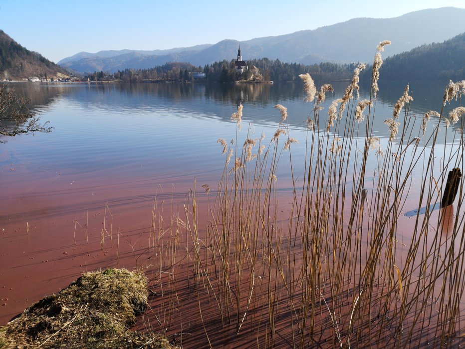 Fotografija: Blejsko jezero je tudi letos zacvetelo. Foto: Dejan Javornik