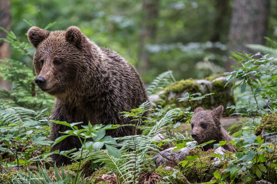 Fotografija: Srečanj medvedov in ljudi je vse več. FOTO: Robert Haasmann