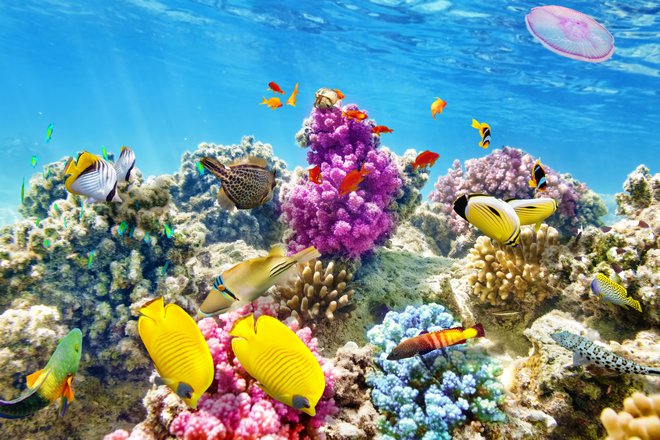 Avstralski Veliki koralni greben je tik pod gladino in zato barvit in pisan. FOTO: Guliver/Getty Images