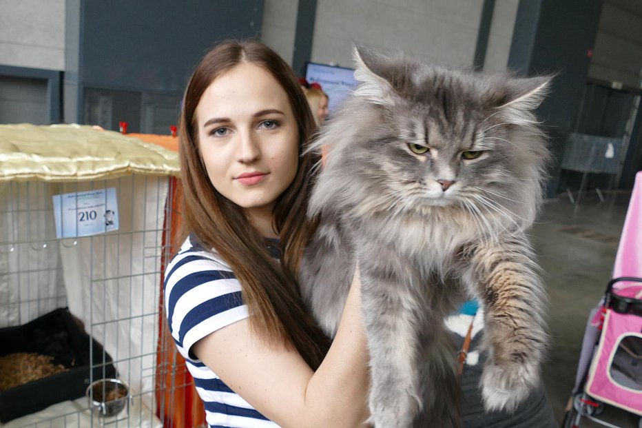 Fotografija: Taja Moro in njena sibirska mačka Foto: Primož Hieng