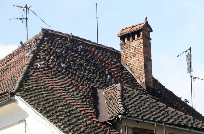 Dotrajana streha je zbirališče golobov. FOTO: Igor Mali