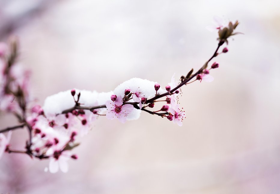 Fotografija: Cvetovi sadnega drevja bodo zamrznili. FOTO: Guliver/Getty Images