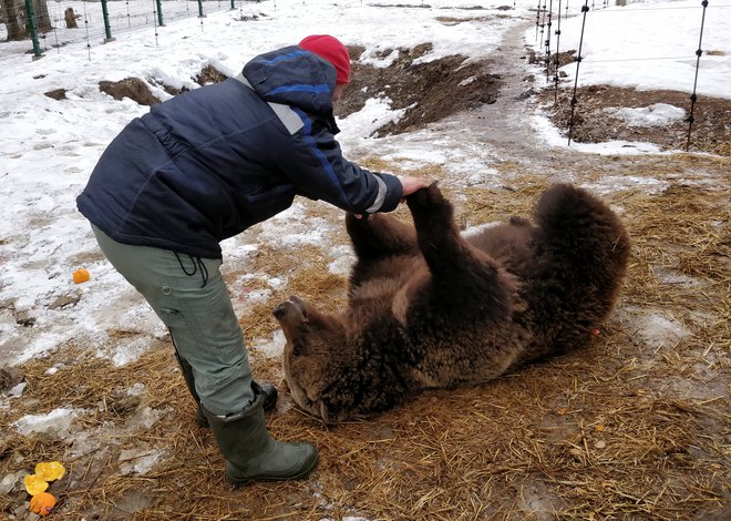 Andrej Ivanov že tri leta skrbi za medveda, ki ga je s kolegi našel na letališču. Foto: REUTERS