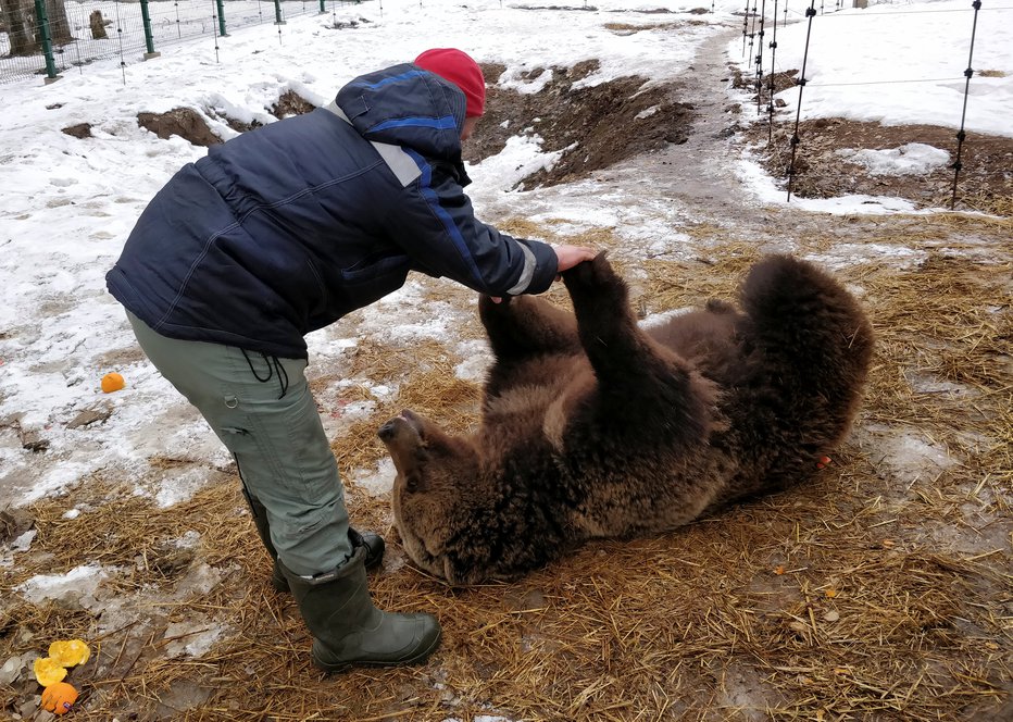 Fotografija: Andrej Ivanov že tri leta skrbi za medveda, ki ga je s kolegi našel na letališču. Foto: REUTERS