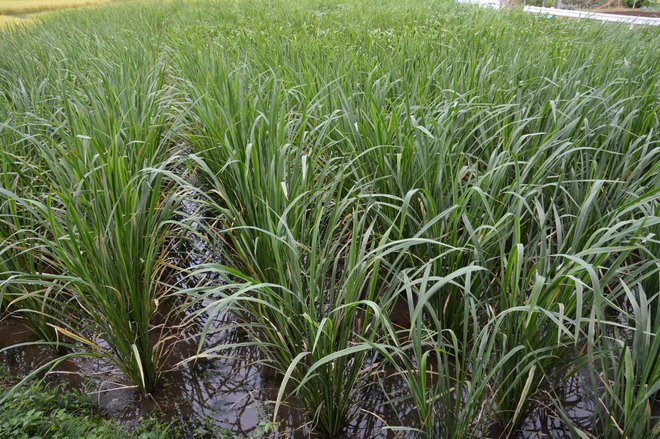 Divji riž je trava, ki izvira iz Severne Amerike,