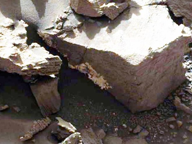 Strokovnjaki so beli pas na skali prepoznali kot glivo.
