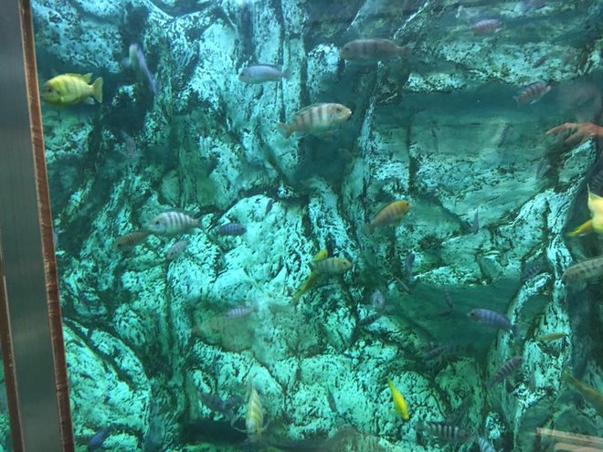 Izdelava straniščnega akvarija je stala 240.000 evrov.