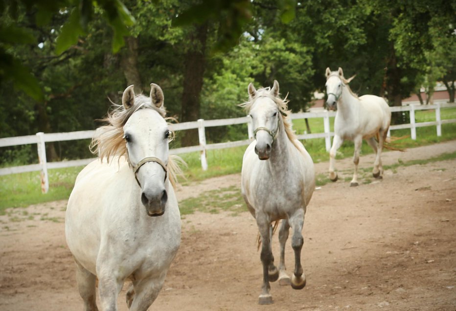 Fotografija: Konji v Kobilarni Lipica. FOTO: Jure Eržen, Delo