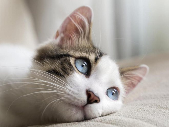 Ocen, koliko mačk je v Sloveniji, ni. FOTO: Shutterstock