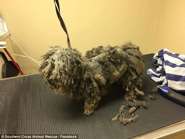 Fotografija: Grozljivi primer slabega ravnanja s psom (simbolična fotografija). FOTO: FB Southern Cross Animal Rescue, Facebook