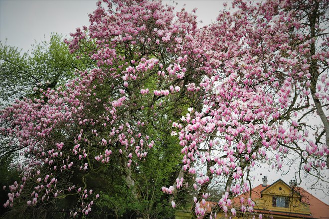 Mogočne stoletne magnolije so zacvetele prav v času odprtja razstave.