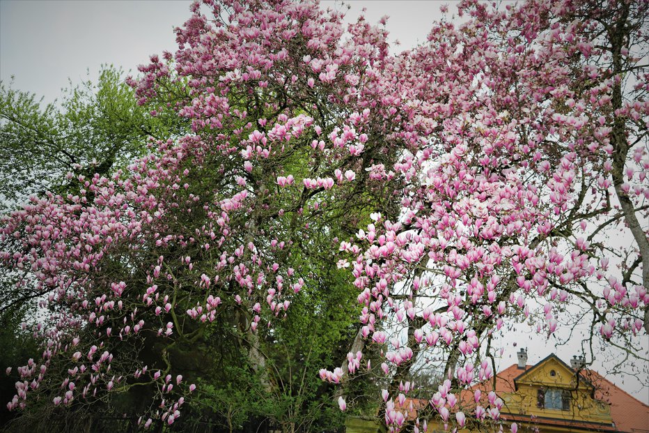 Fotografija: Mogočne stoletne magnolije so zacvetele prav v času odprtja razstave.