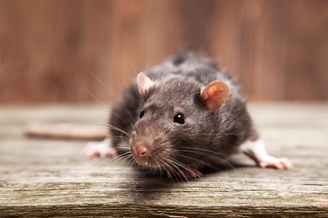 V Beli hiši so se spet naselile podgane (fotografija je simbolična). FOTO: Guliver/Getty Images