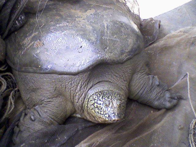 Želva vrste Rafetus swinhoei FOTO: Wikipedia
