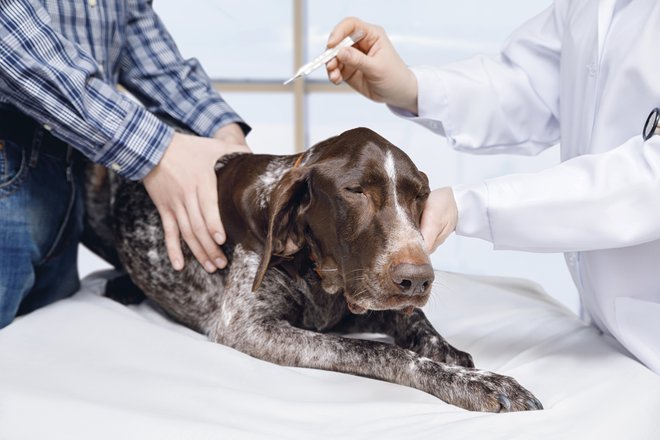 Če je kuža čedalje bolj slaboten, obiščimo veterinarja. FOTOGRAFIJE: Guliver/Getty Images