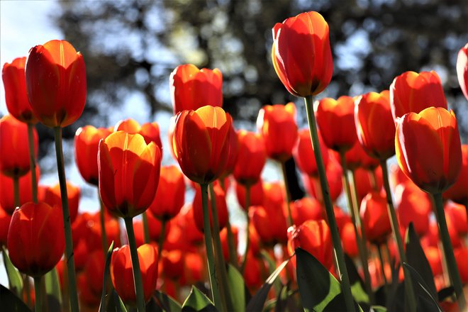 Te dni bodo tulipani v Mozirskem gaju v najlepšem razcvetu. FOTOgrafije: Jože Miklavc
