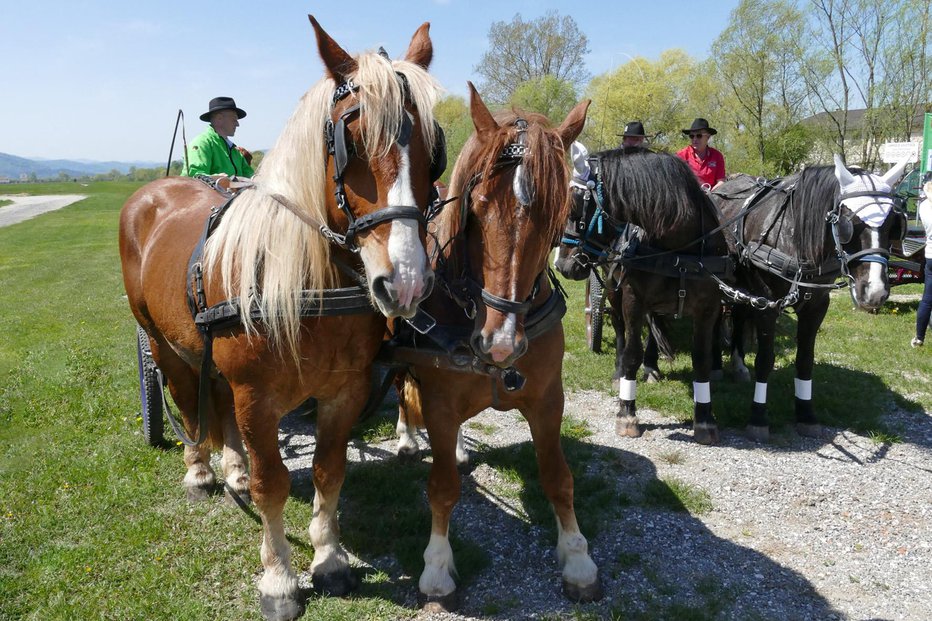Fotografija: Blagoslova se je udeležilo približno 30 konj.