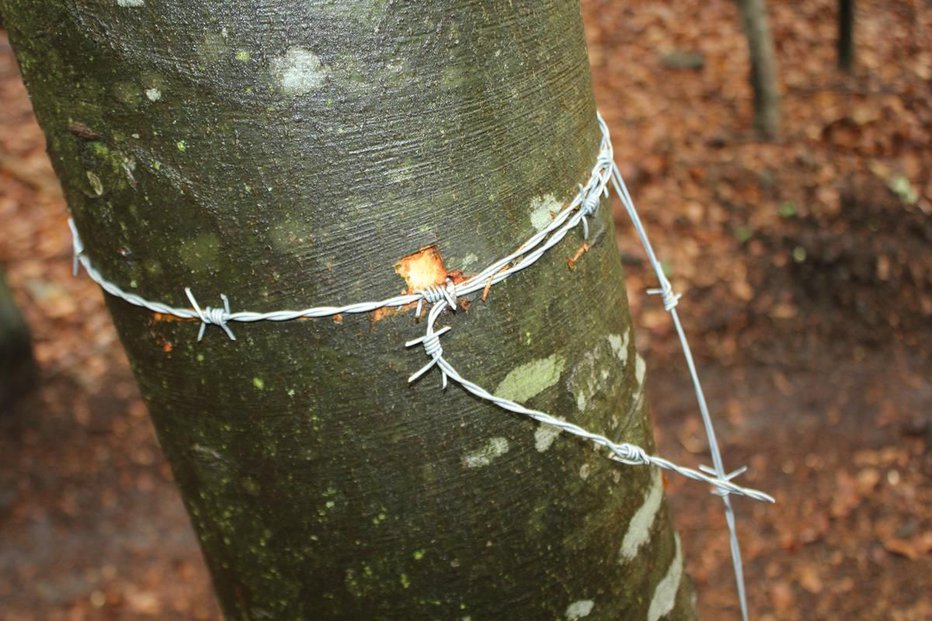 Fotografija: Bodeča žica je bila ovita okoli dreves v višini glave. Foto: PU Maribor
