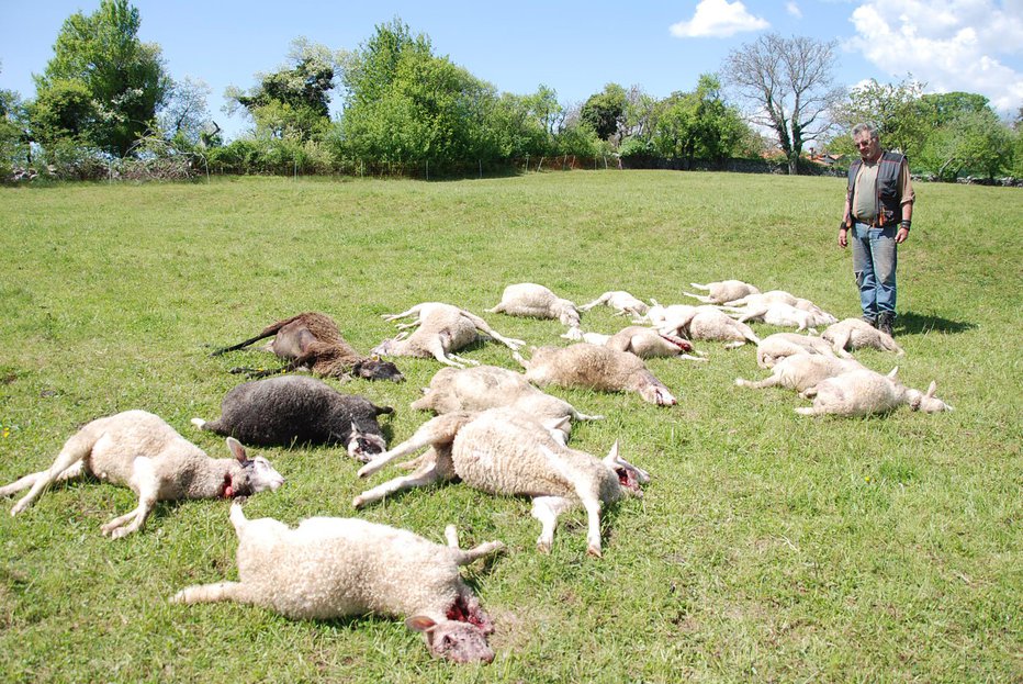 Fotografija: Goran Salopek ob poklanih ovcah na kmetiji v Dolenji vasi pri Senožečah FOTO: Olga Knez