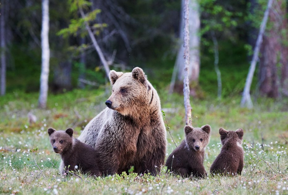 Fotografija: Letos ne bo odstrela medvedov. FOTO: GULIVER/GETTY IMAGES