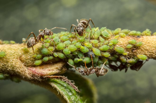 Mravlje se hranijo s sokom uši.