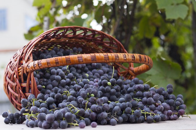 Francozi so zdravi, čeprav redno uživajo rdeče vino. Skrivnost je v grozdnih jagodah, ki vsebujejo resveratrol. FOTO: Getty Images/istockphoto