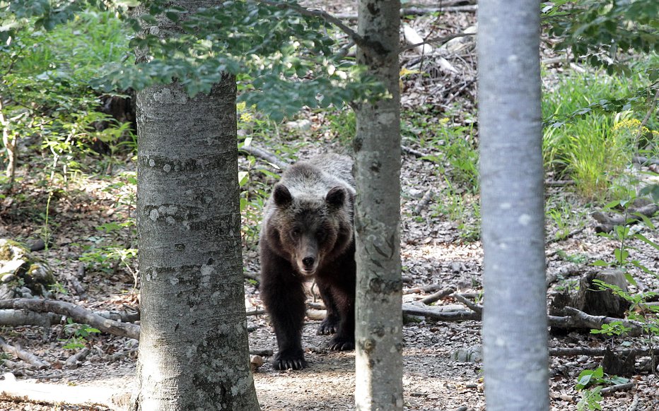 Fotografija: Medved na krmiču v snenikih gozdovih. FOTO: Ljubo Vukelič, Delo