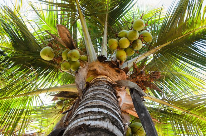 Kokosova palma