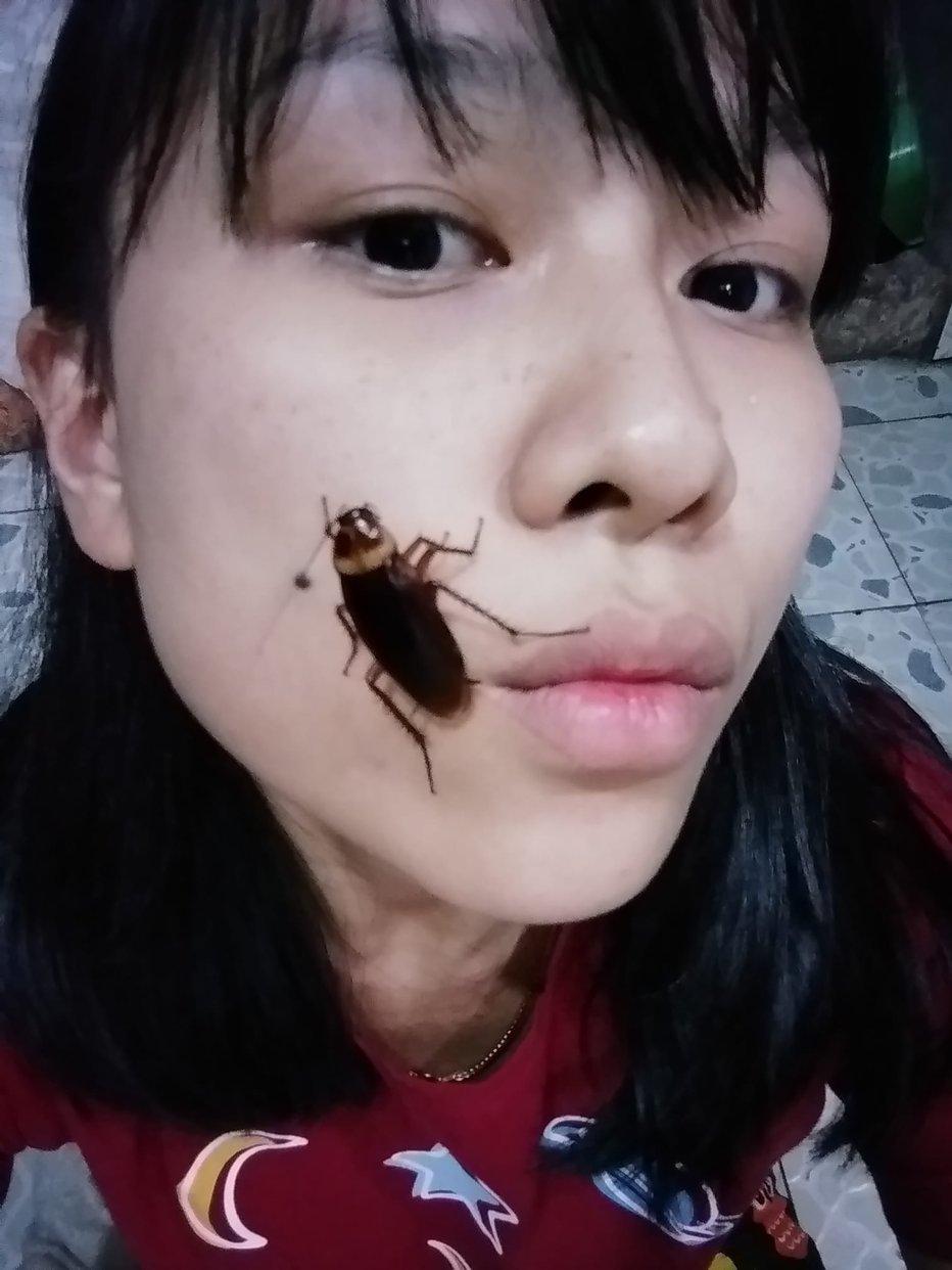 Fotografija: Ščurki lahko povzročajo alergije.