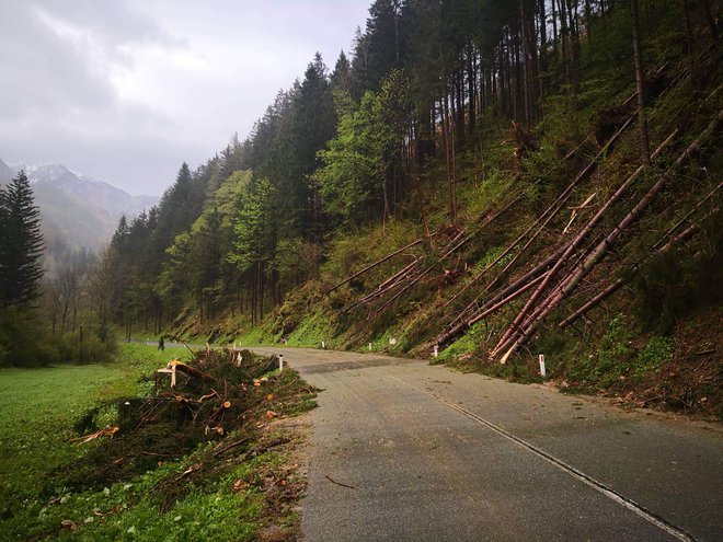 Podrto drevje je zaprlo cesto, posledice so že odstranjene. FOTO: PU Kranj