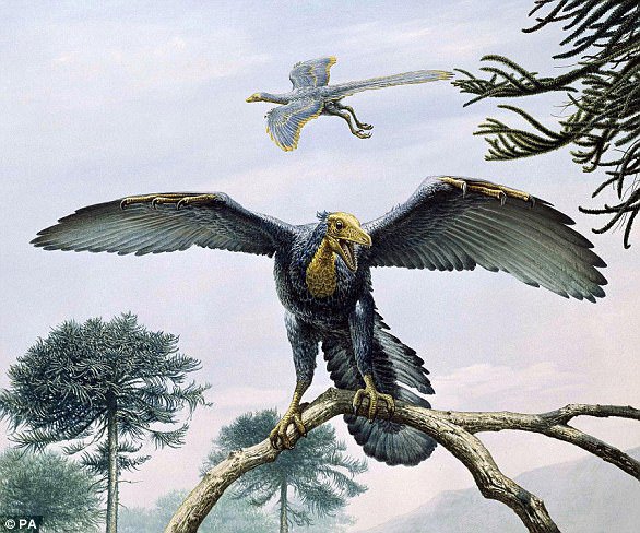 Fotografija: Arheopteriks je doslej veljal za edinega jurskega ptiča.